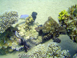 wandering big octopus in a coral garden by Mario Toldo 
